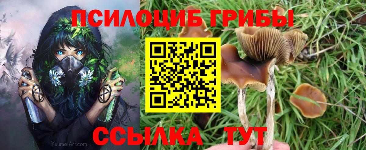 Шарыпово  Псилоцибиновые грибы Psilocybe  Вход с VPN 